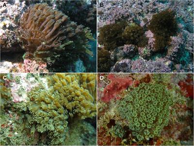 The Origin of the Subtropical Coral Alveopora japonica (Scleractinia: Acroporidae) in High-Latitude Environments